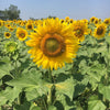 France Getaway 2024 with Ann Wood / July 8th - July 15th, 2024